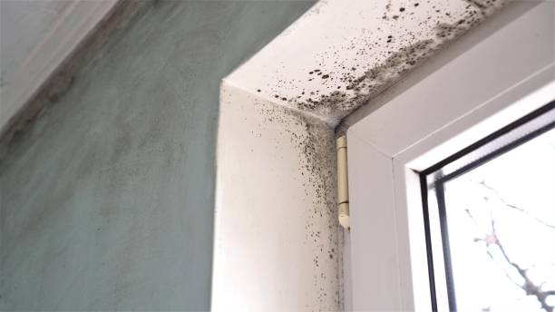 Best Black Mold Removal  in Albany, WI